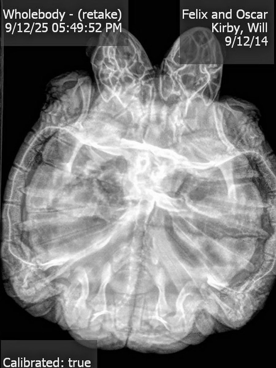 Even though the world seems full of strife these days, is reassuring to know that there are still magical creatures among us.

Please follow Felix and Oscar on their Instagram page to see them get their 1st x-ray today:

instagram.com/two.headed.tur…