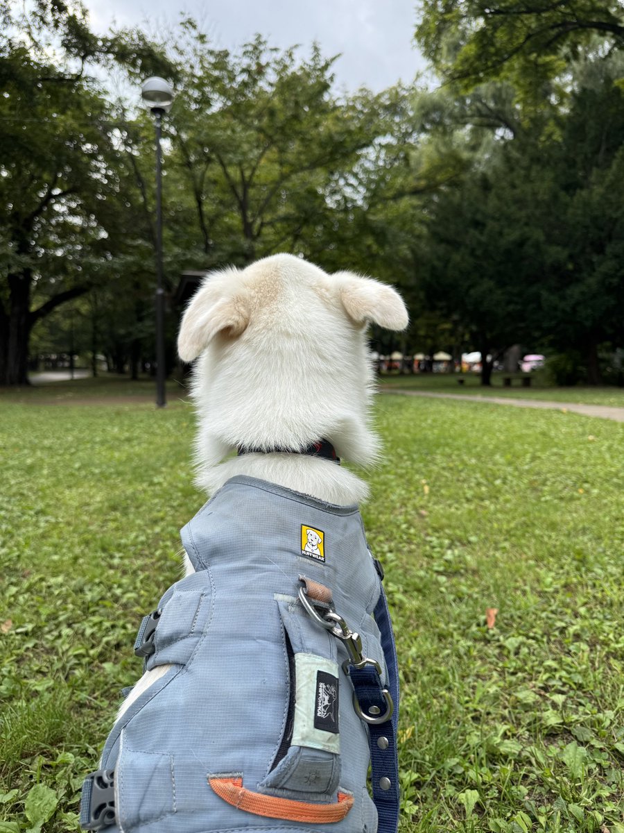 healingsapporo's tweet photo. 自分の成長とともに
愛犬がお散歩上手に成長していて
これもまた驚く
ともに成長していくんだなぁ
家族ってそういうもの
犬や家族のことで悩むなら
自分のケアも大事だなあ
#飛騨研修
#SHAS
#ハンズオンヒーリング https://t.co/lPAgwvIi4L