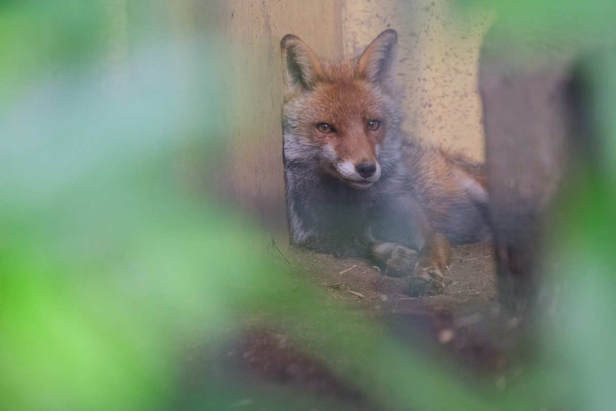 まるちゃん on X