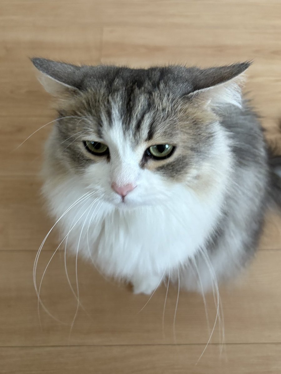 撫で待ち
頭平らすぎてかわよい