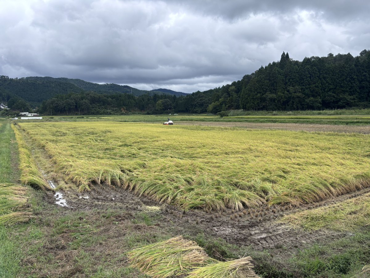 chikuchiku4237's tweet photo. 稲刈りなう
雨のせいで重い。
いろいろ https://t.co/NIYvxdWT2C