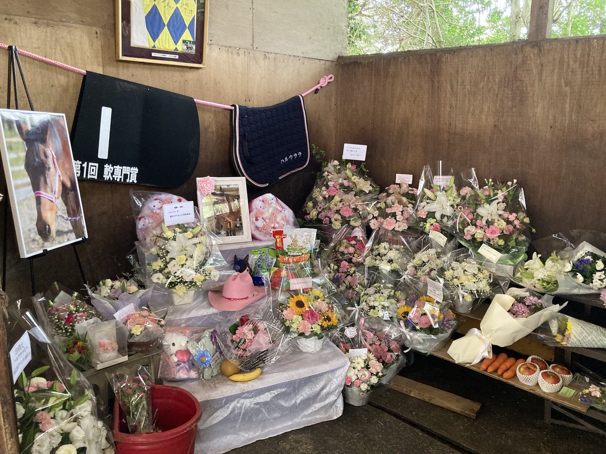 マーサファームに来ています

たくさんの方に来ていただいてます

自分が知っている範囲ですが、ウララの思い出などお話しできてよかったです