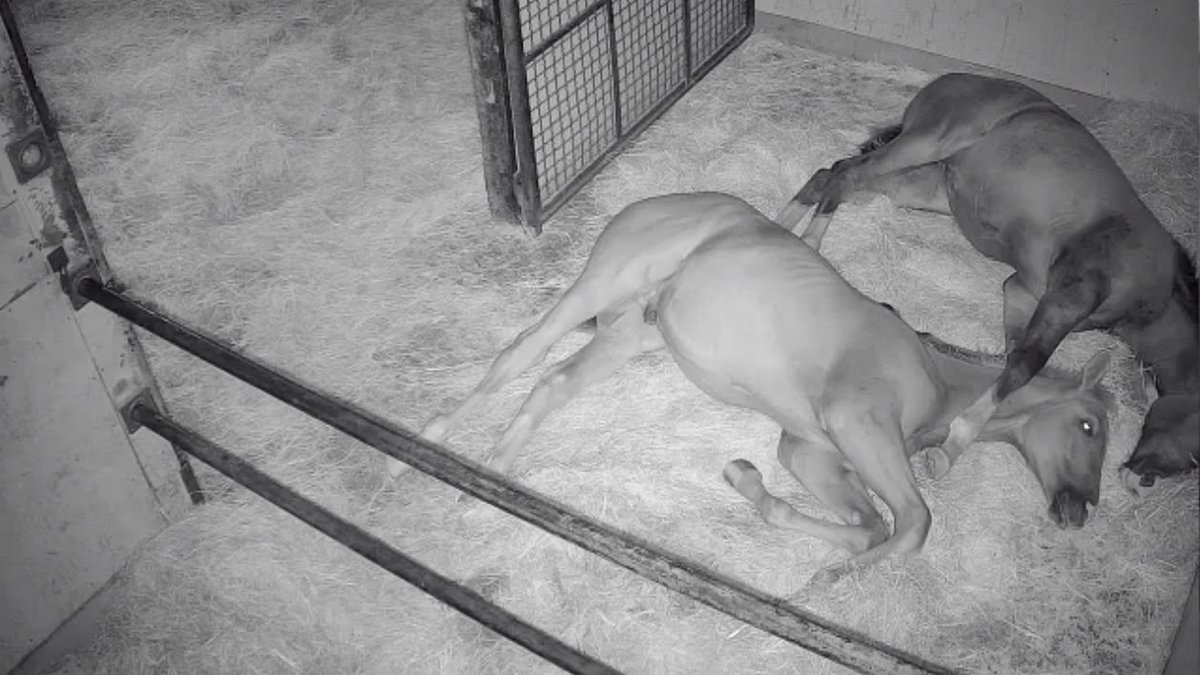 本日の中山5R新馬戦で勝利したスタートレインは我らがリアダビ馬のシャインブラストの幼馴染です
ずっと一緒に成長を見守ってたので嬉しすぎる😊
関係者の皆さんおめでとうございます！

写真はリアダビ放送内でのスクショ、離乳の日に寂しがるレイちゃん（奥）に添い寝（？）するシャイン殿下