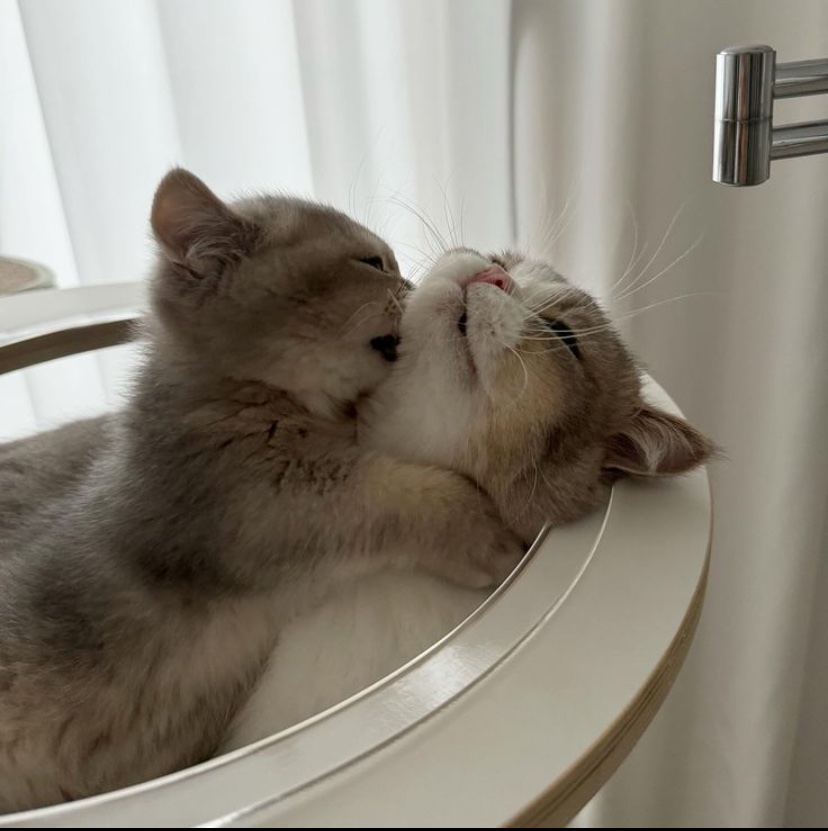 catshealdeprsn's tweet photo. ❤️ https://t.co/IGt65VtVGV