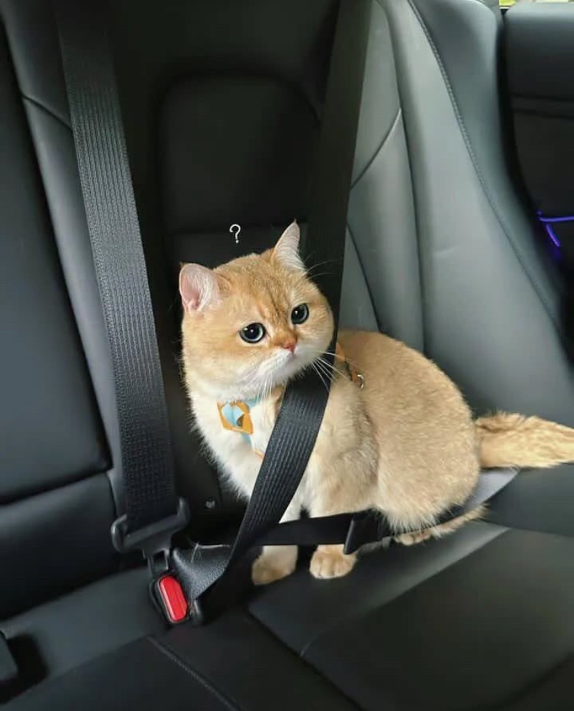 cats with powerful impression 🐾 tweet media