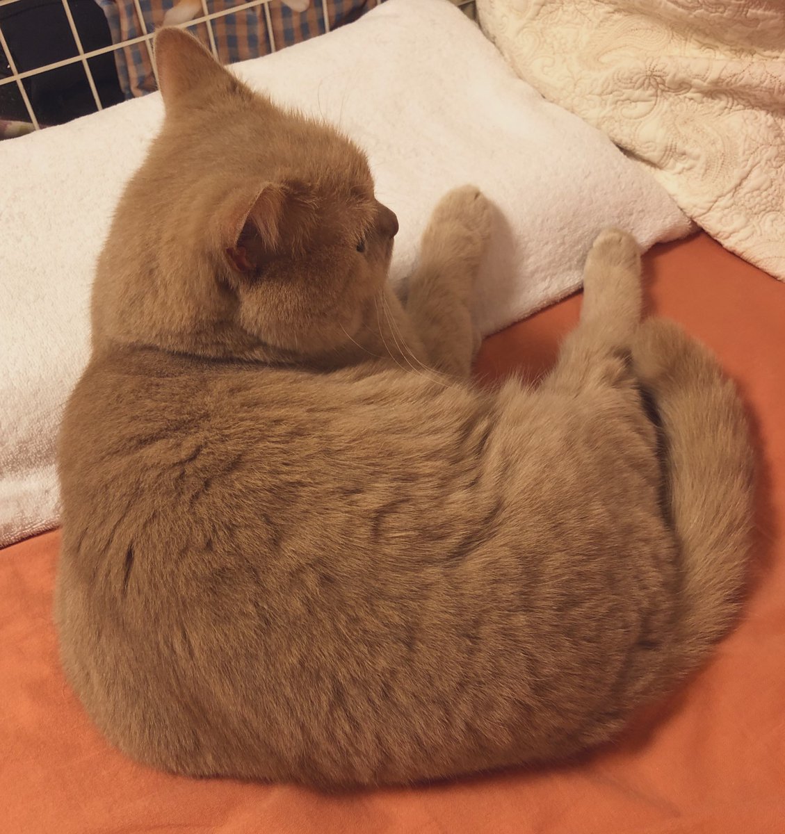 monikarusell's tweet photo. 愛猫無事9歳になりました💐

血液検査の結果待ちでちょっとドキドキしながら迎えることに。

元気でいてね… https://t.co/qnWeos5Tqs