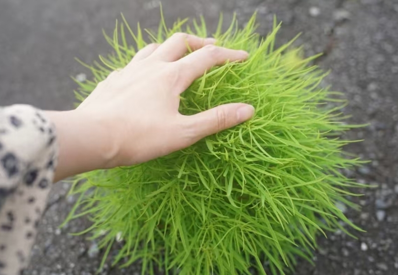 mayrum5gama's tweet photo. @opensea #openseatouchgrass https://t.co/eDuUHb80re