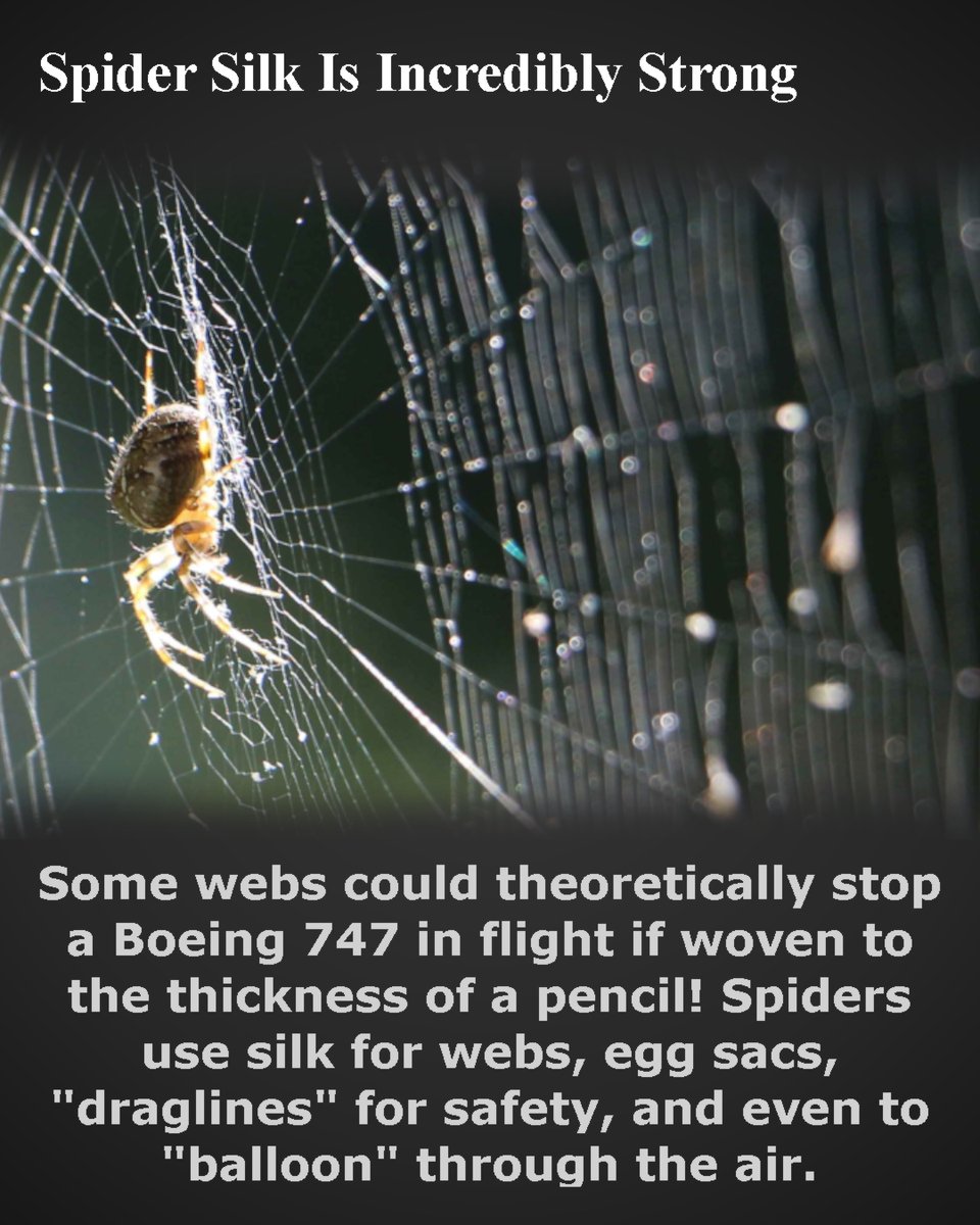 dharminsoft's tweet image. Fact: Spider silk is incredibly strong. A web the thickness of a pencil could theoretically stop a Boeing 747! ✈️🕷️ Spiders use it for webs, safety lines, and even to fly. #NatureIsAmazing!
#Science #SpiderSilk #Engineering #FunFacts