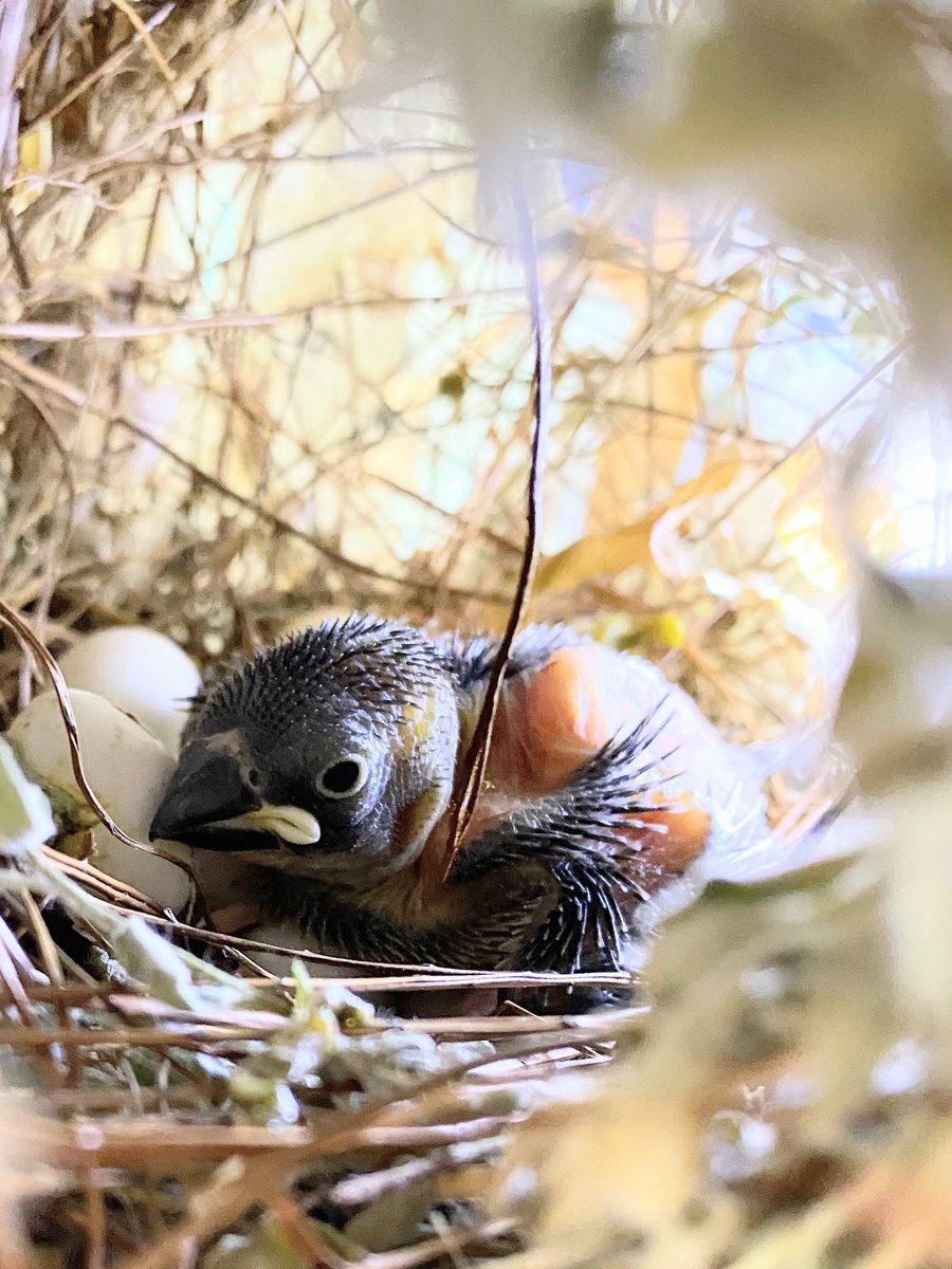 Neil CW CHU【公式】 tweet media