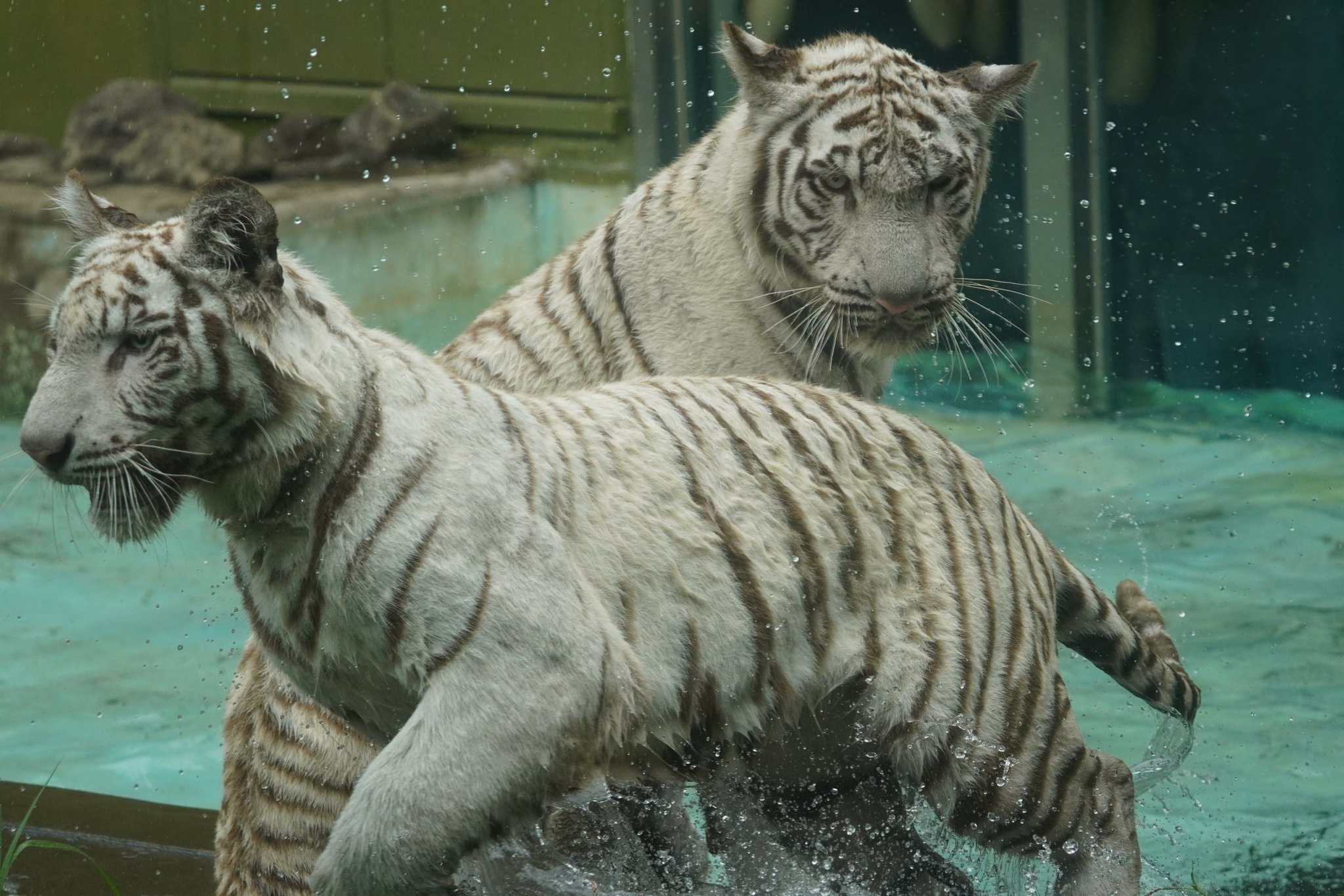 big cats lover on X: 