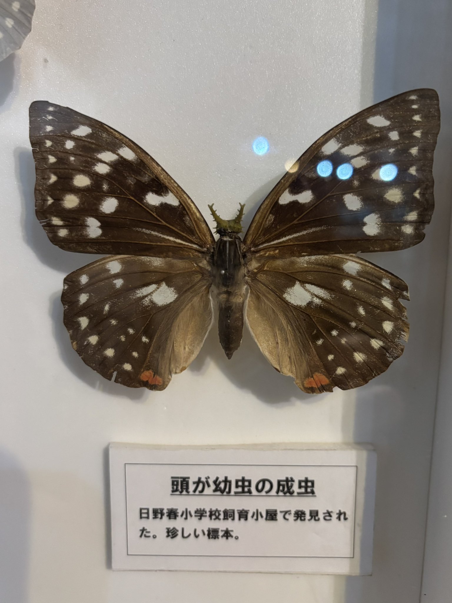 【別売り可能】1ペア オオムラサキ（四川省/中国） NESiA ONLINE SHOP / 【成虫ペア】国産オオクワガタ【大阪府