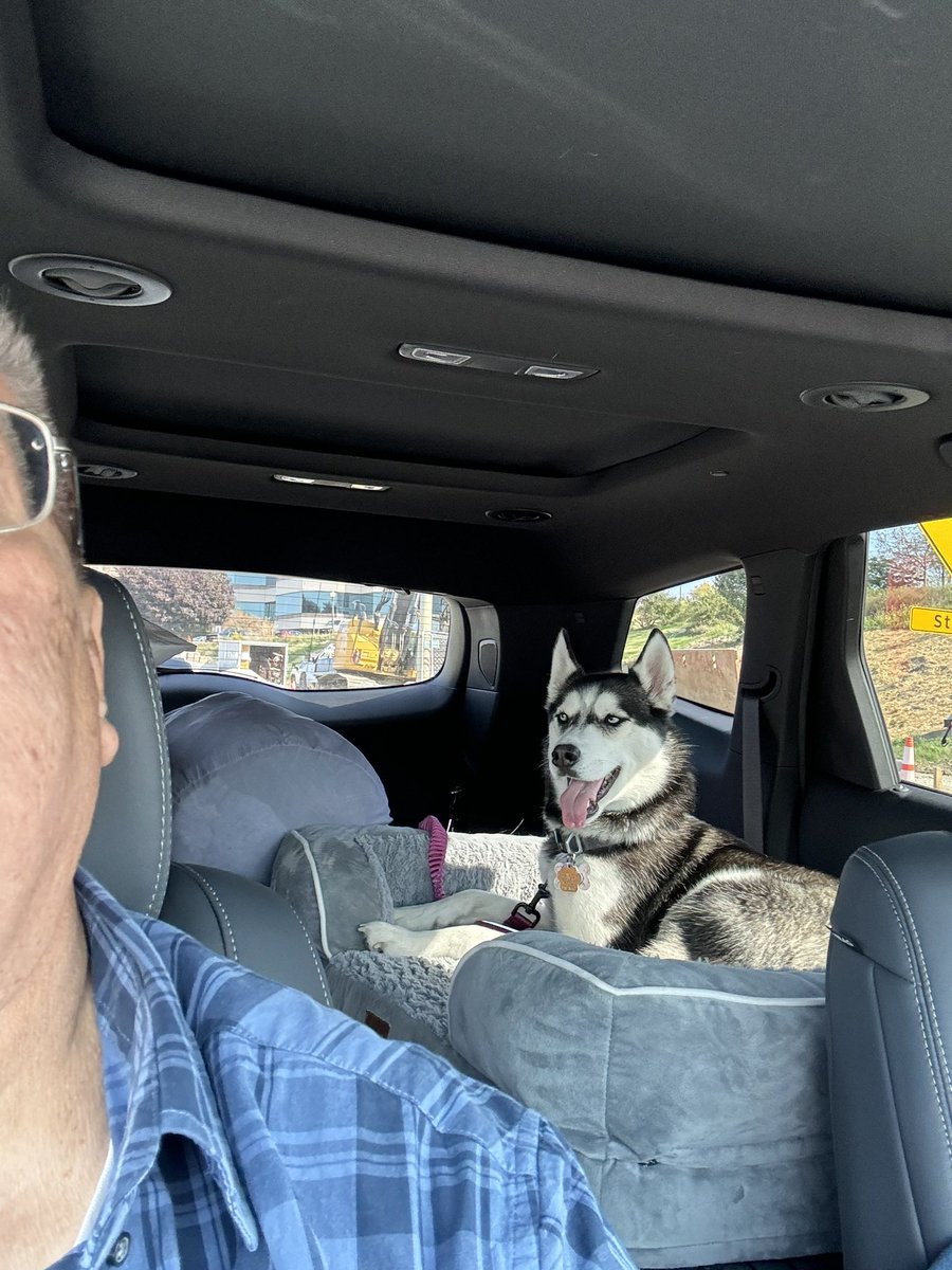 djczarn's tweet photo. @MJTruthUltra Bella enjoys riding in the car https://t.co/Td8rMfScT4