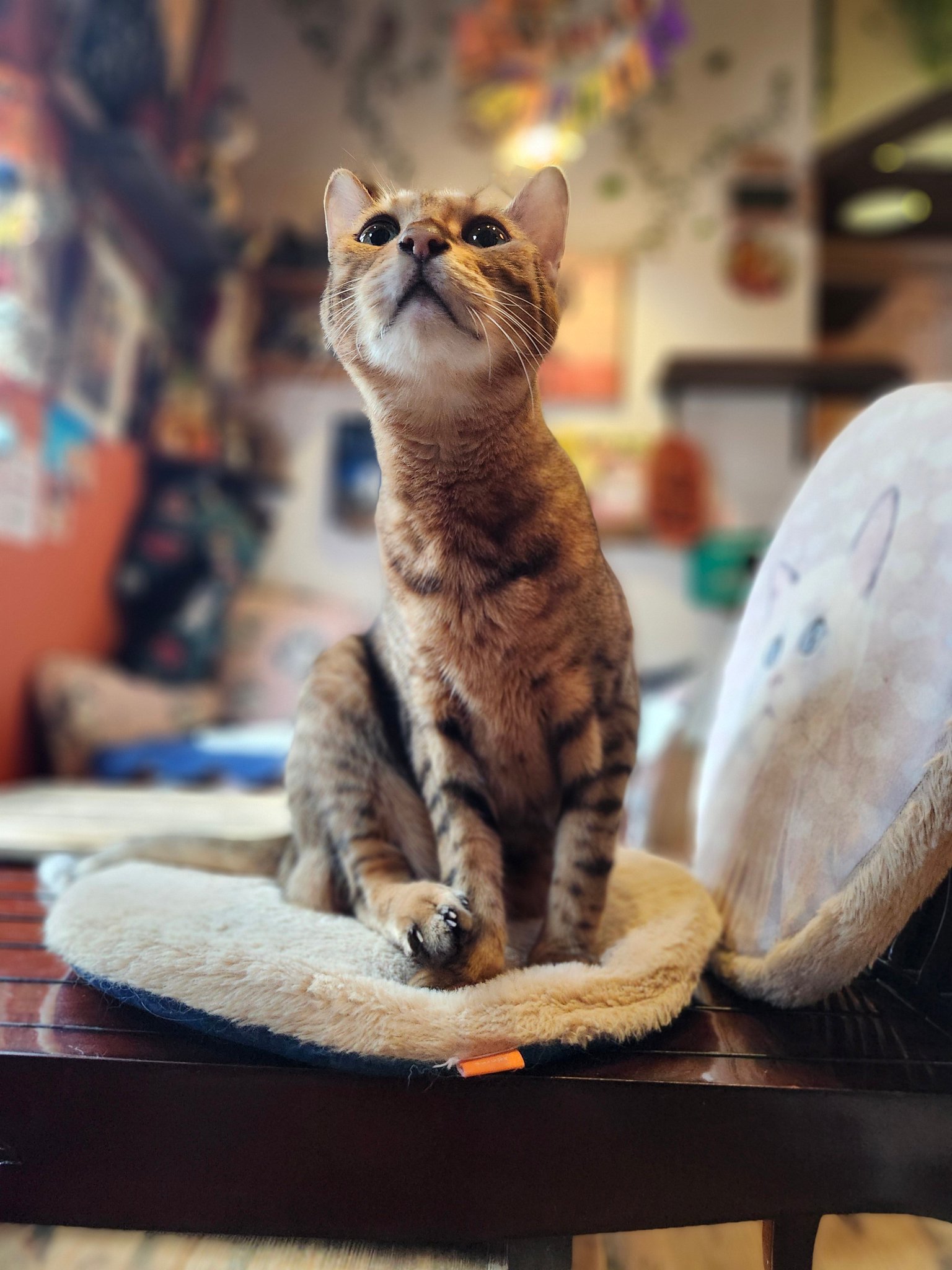 カフェねこ caption.jpg