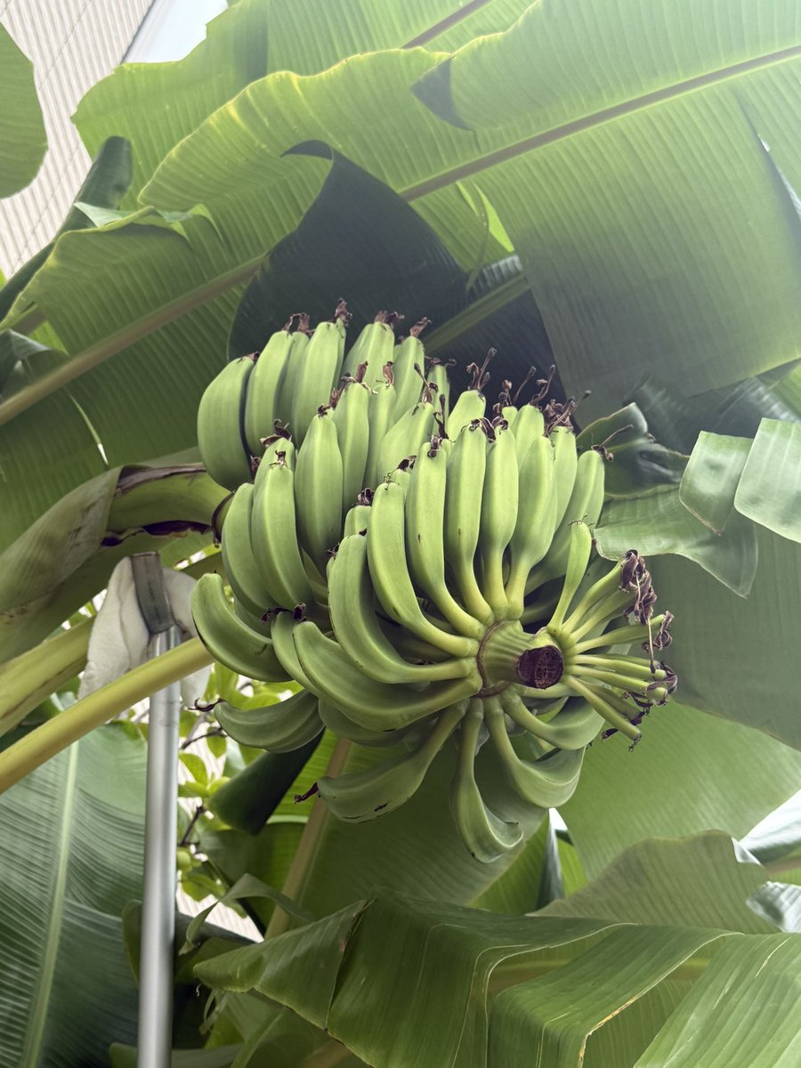 松延 慎吾 尼崎のキムタク (@jkqzq7vmdnbbl9d) on Twitter photo バナナがなってる バナナがなってる