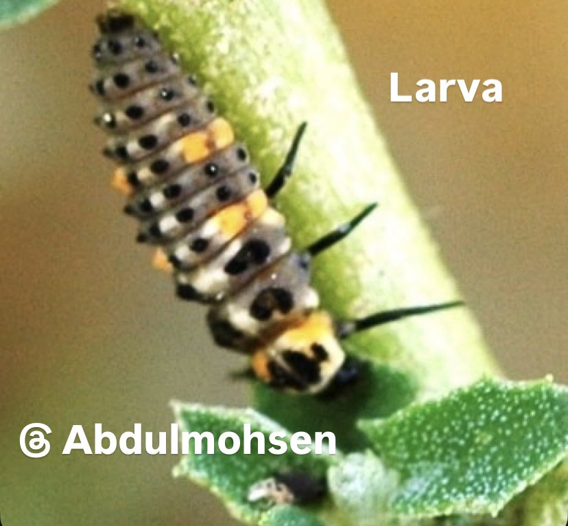 المهندس /عبدالمحسن العبدالمحسن tweet media
