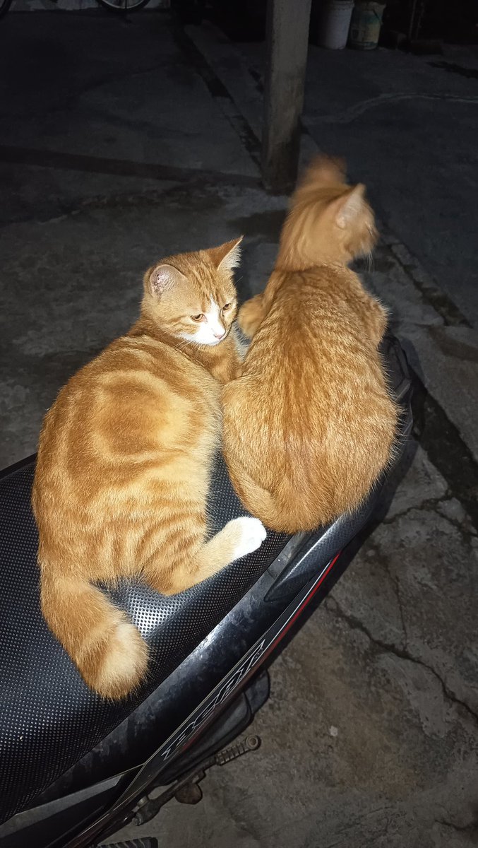 sungchan09_'s tweet photo. #freeadopt 

Aku open free adopt kucingku. Bisa aku anterin, asal di jaga. Kucingku melahirkan lagi. Jadi ada kucing banyak di rumah.

Nanti kalau diambil aku vaksin, jangan khawatir.

📍Gresik - Surabaya
Betina 
🍥 Cheese
🐱 Dangke
Usia 6 bulan https://t.co/FMnOahIX1B