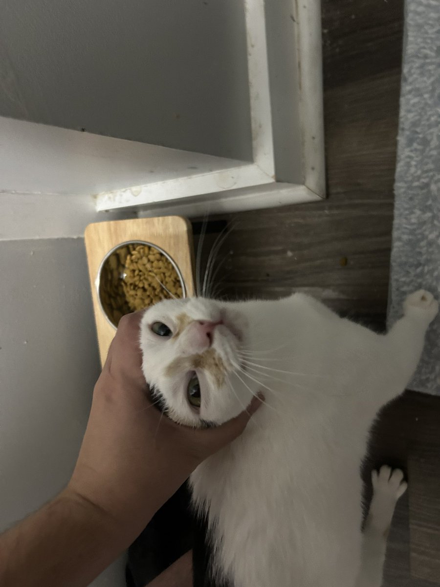 monkey & zoe ❤️ oreo 🌈 tweet media