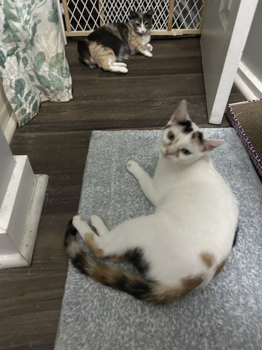 monkey & zoe ❤️ oreo 🌈 tweet media