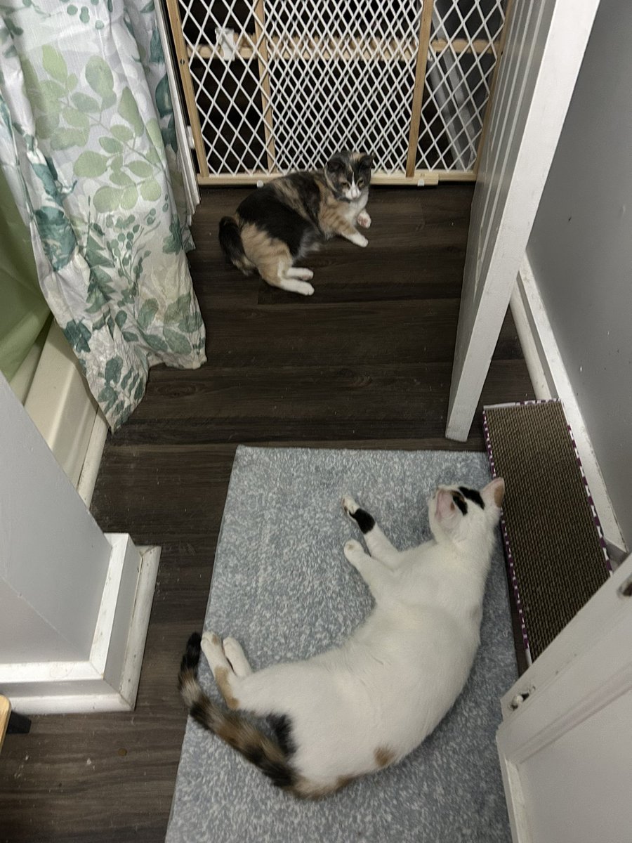 monkey & zoe ❤️ oreo 🌈 tweet media