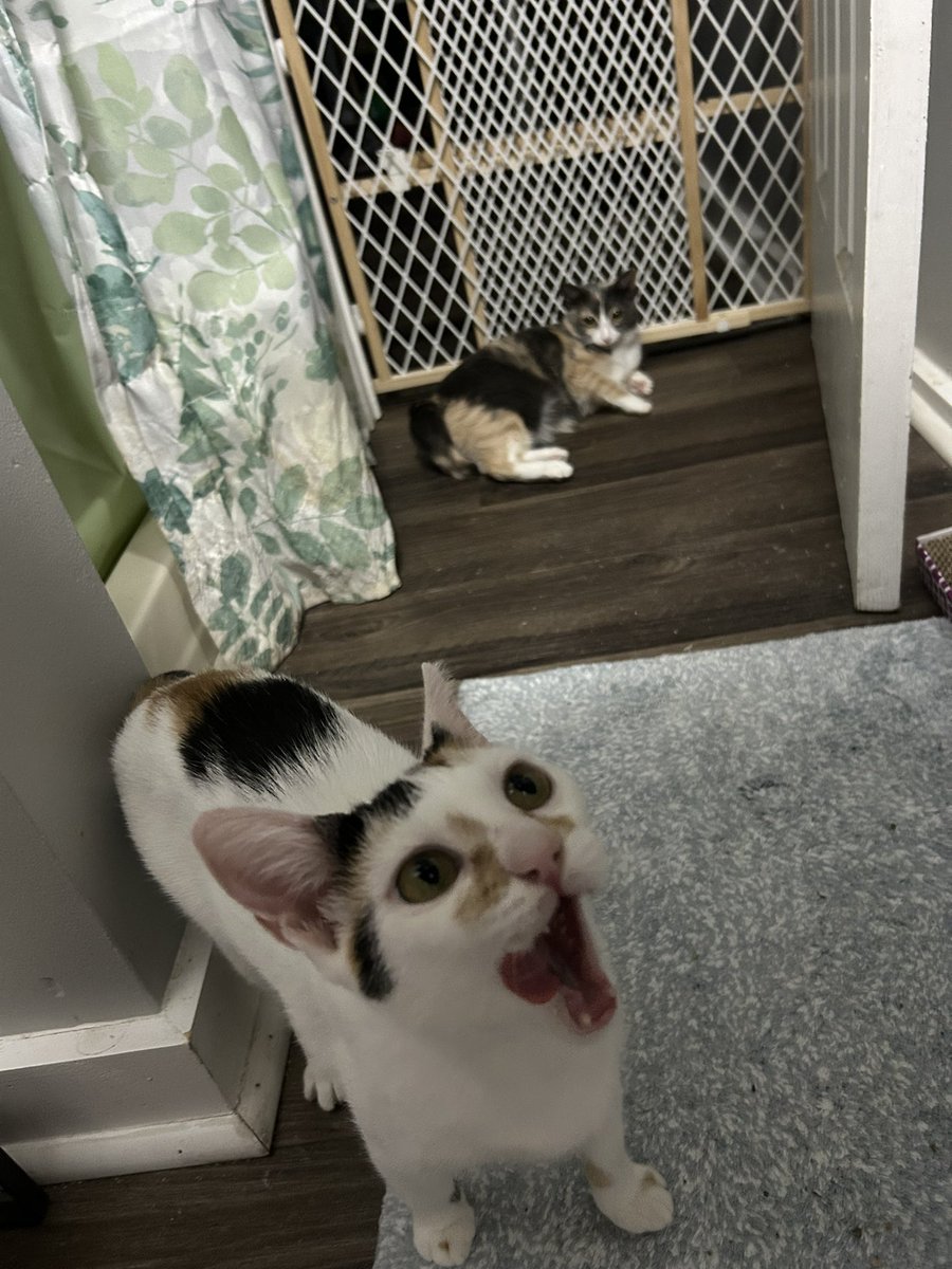 monkey & zoe ❤️ oreo 🌈 tweet media