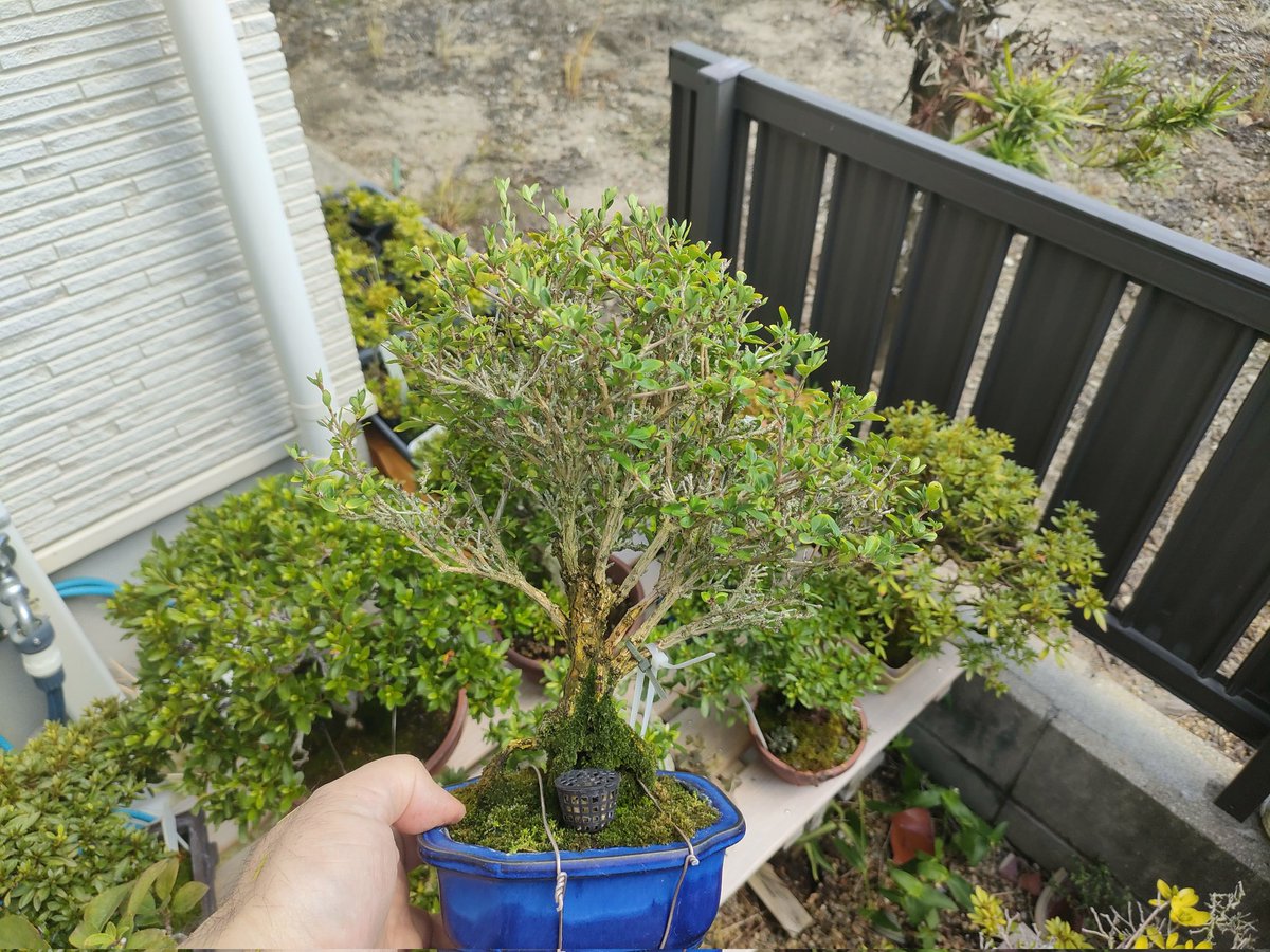 s*r様 フォロワー100人記念　サービスオークション3日目　黒松　古い　樹高 Explore the Treasures of the Bonsai Field: 100-Year-Old