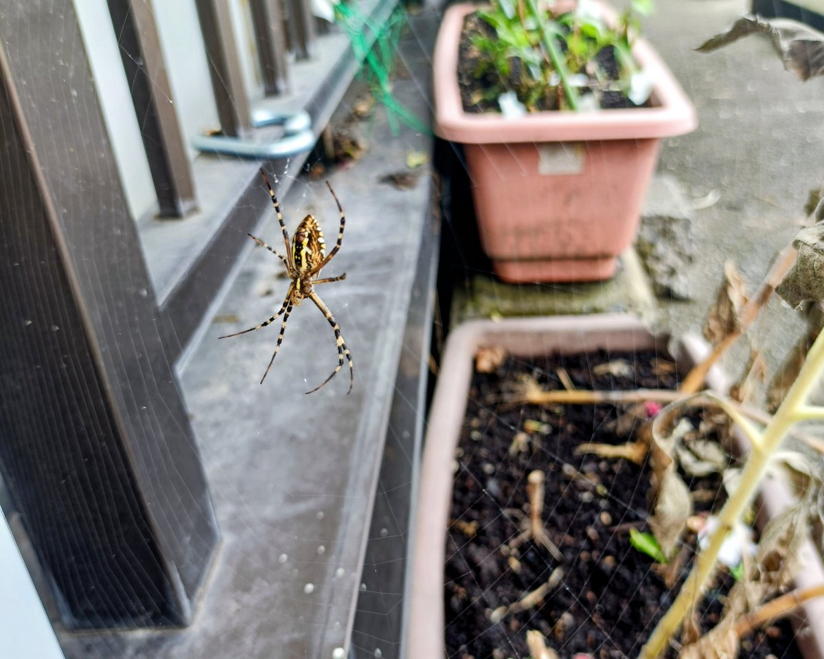 この夏ヒマワリと柵の間に巣を作って頑張ってるクモ。ヒマワリ枯れて倒れかけてる。補強しなくては！
