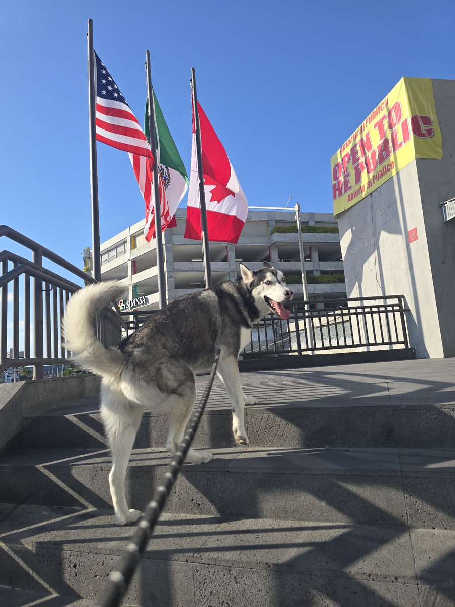 2020Balto's tweet photo. #baltoytaz
#husky
#huskiesofınstagram
#huskyfun #dogslife #dogfamous #funnydogs #lovemyhusky #worldhuskyfan #happydogs #siberianhuskyworld_feature #siberianhusky @huskyshome @huskydog_loverus @world_huskies @siberian_husky_world #huskyinthestreets #dogarefamily #dogsfamous https://t.co/fIFoCMfpV2