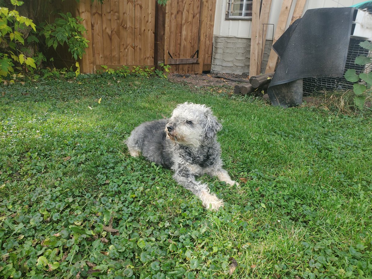 Xerox 🏳️⚧️ 🏳️🌈 ⚢ tweet media