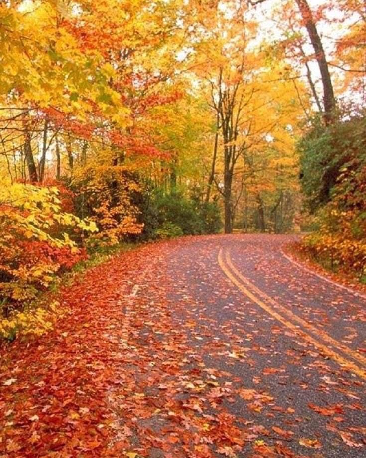 Ⓜ️Ⓜ️ Salih Yürek (@yurek63) on Twitter photo Nedense her yıl bu mevsimde ;
içime bir hüzün kaplar, 
Üşür  yüreğim ve kanar yaralarım. 
tıpkı dökülen yerdeki yapraklar gibi!!
#Eylül #sonbahar Nedense her yıl bu mevsimde ;
içime bir hüzün kaplar, 
Üşür  yüreğim ve kanar yaralarım. 
tıpkı dökülen yerdeki yapraklar gibi!!
#Eylül #sonbahar