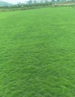 Touching grass <a href="/opensea/">OpenSea</a>
#openseatouchgrass