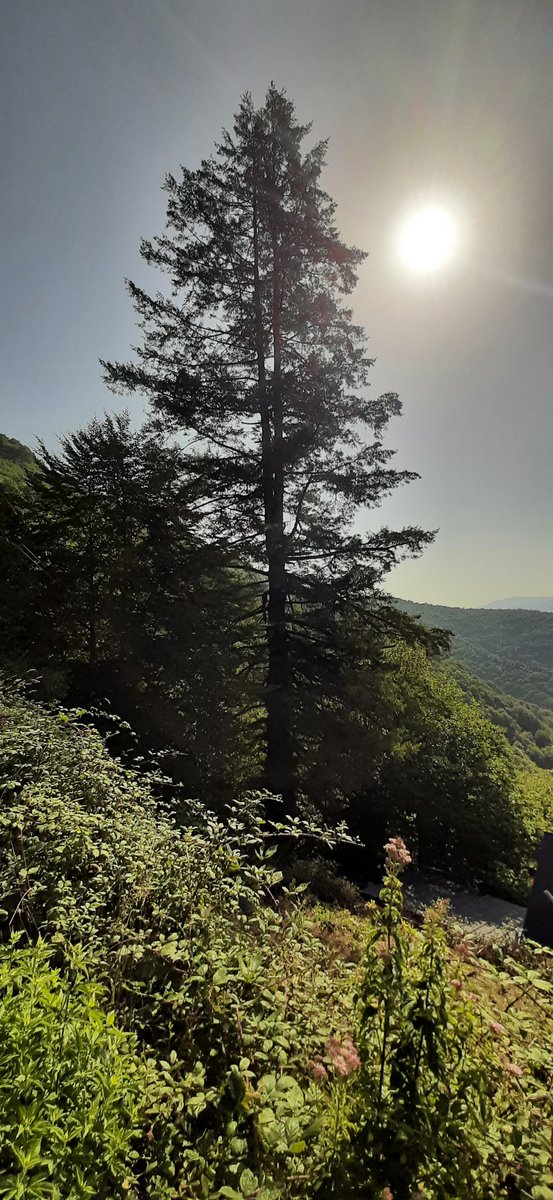 <a href="/JmLesArbres/">L'Arbre en fête 🌳🎋🍃</a> <a href="/Nicolasgerard31/">Nicol'arbre 🆘🌳🌲🚲 #StopAsianHate</a> Le Couserans en Ariège