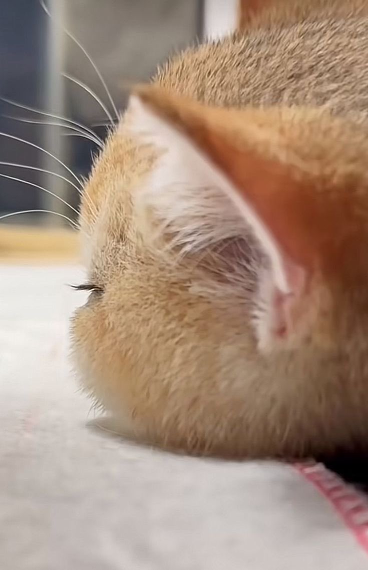 makeshuausmile's tweet image. 