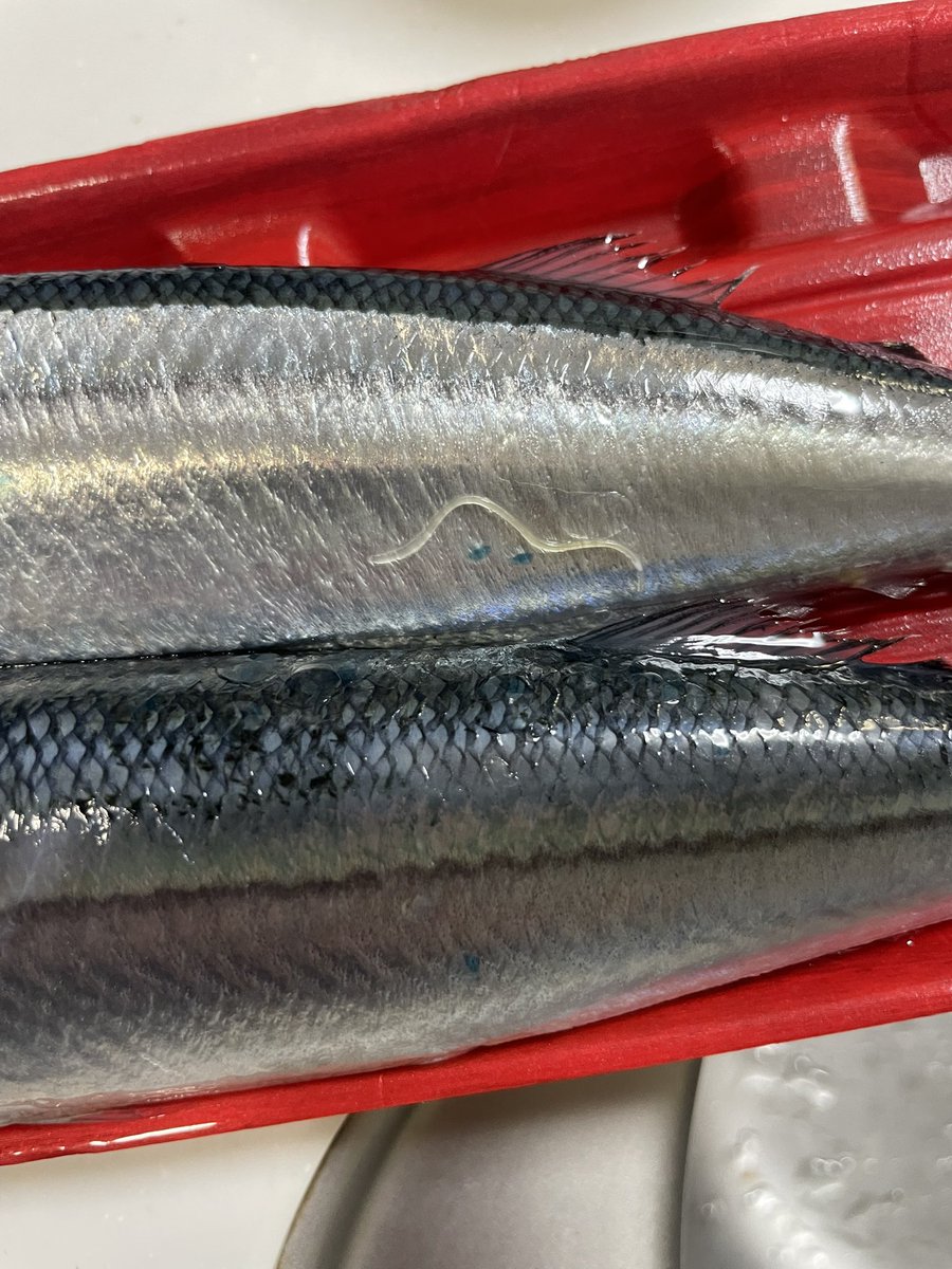 焼くから構わんけど怖いな〜🐟