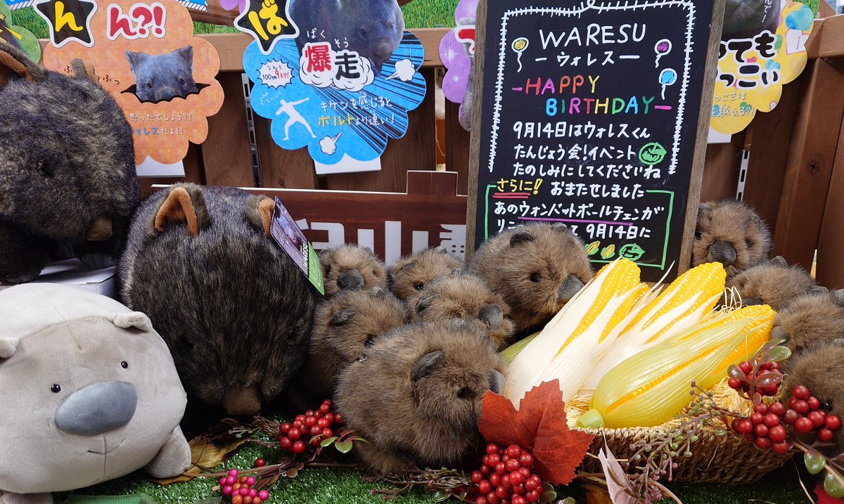 超レア新品未開封:茶臼山動物園限定☆ウォレスとモモコのリアルぬいぐるみペアセット お待たせいたしましたぁ📢✨ #ウォンバット の #モモコ ぬいぐるみが