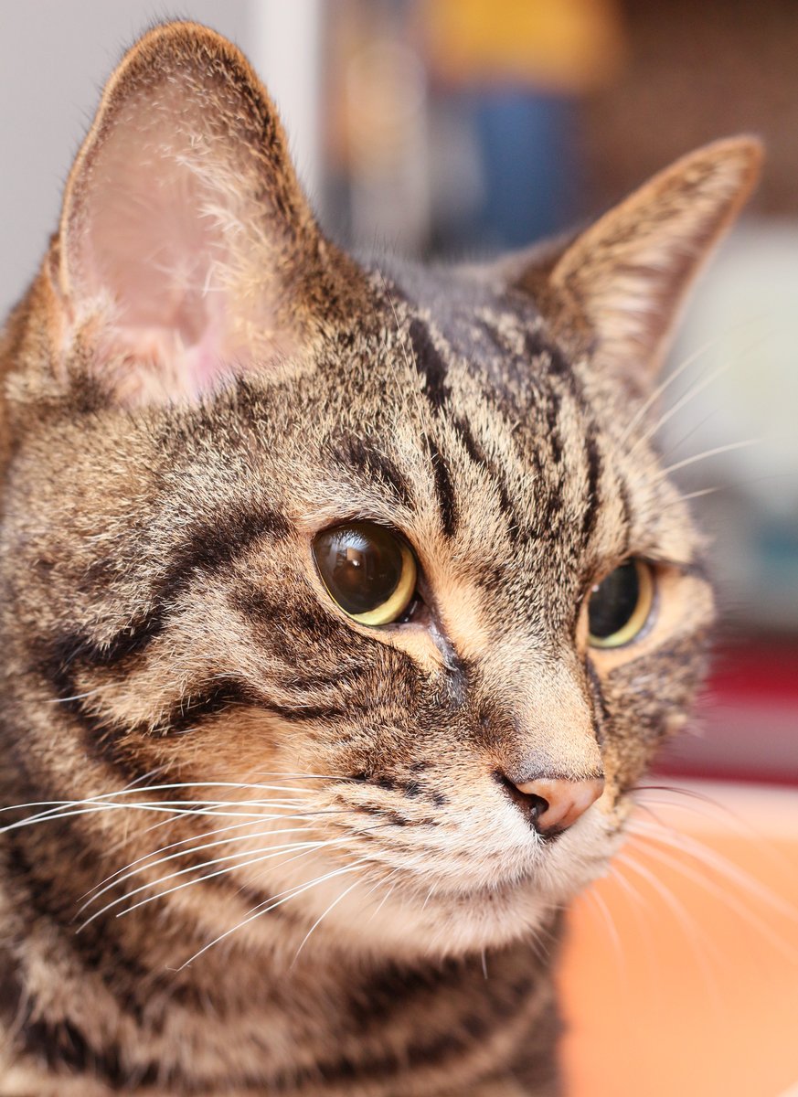 きじねこ Amazon.co.jp: トレンドマスター なでなでねこちゃんEX キジトラ