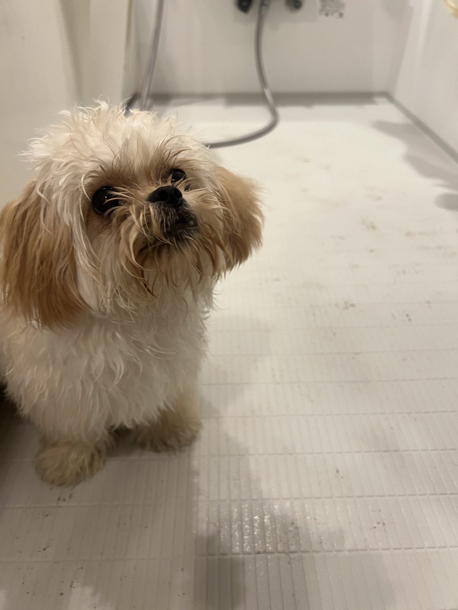 ドッグラン楽しかった？

じゃあ洗おうね🫧

#犬のいる暮らし #犬好きさんと繋がりたい