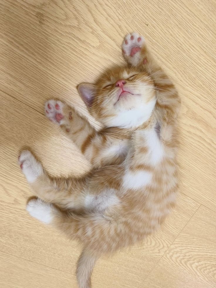 Two brother one frame 😍