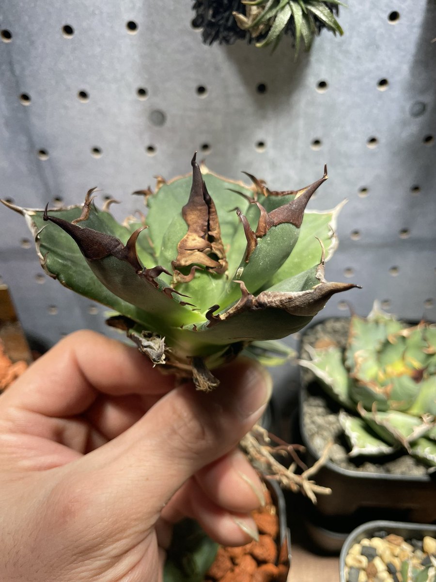 CALIFORNIA PLANTS (@c_p_w) / Posts / X