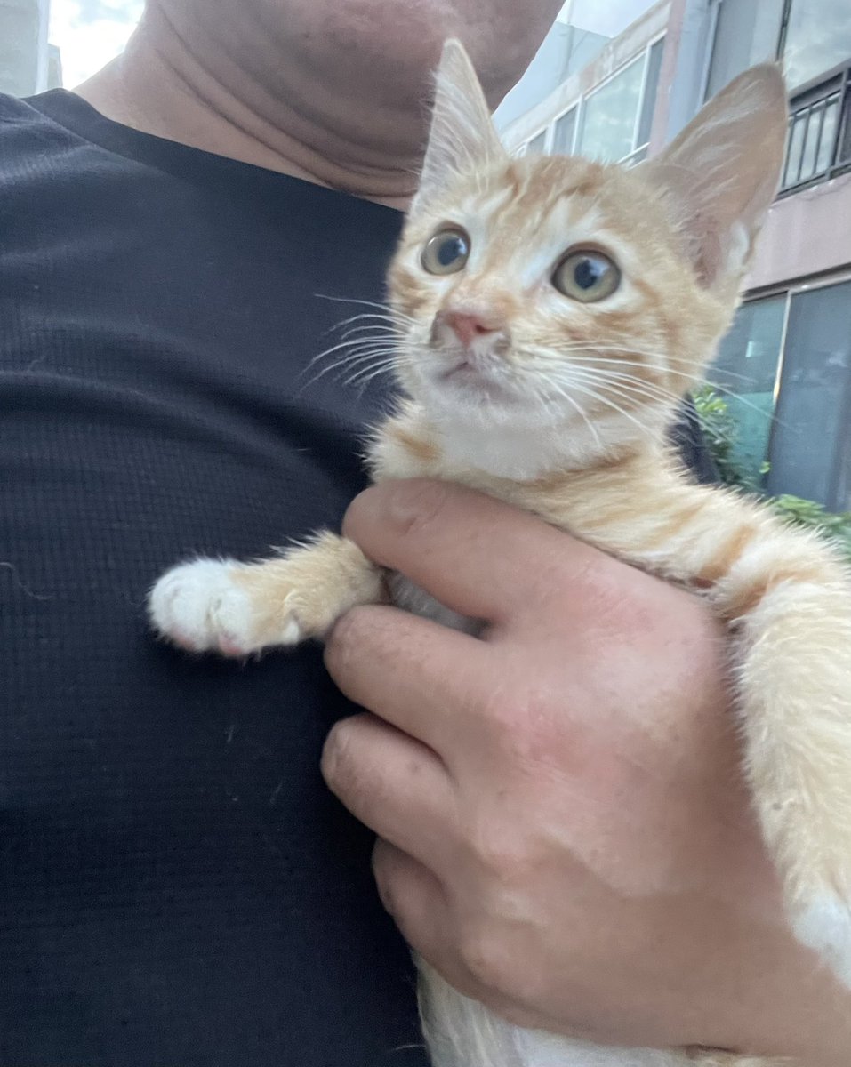 요 뽀시래기 데려가실분 구합니다. 
안으면 골골골 거려요