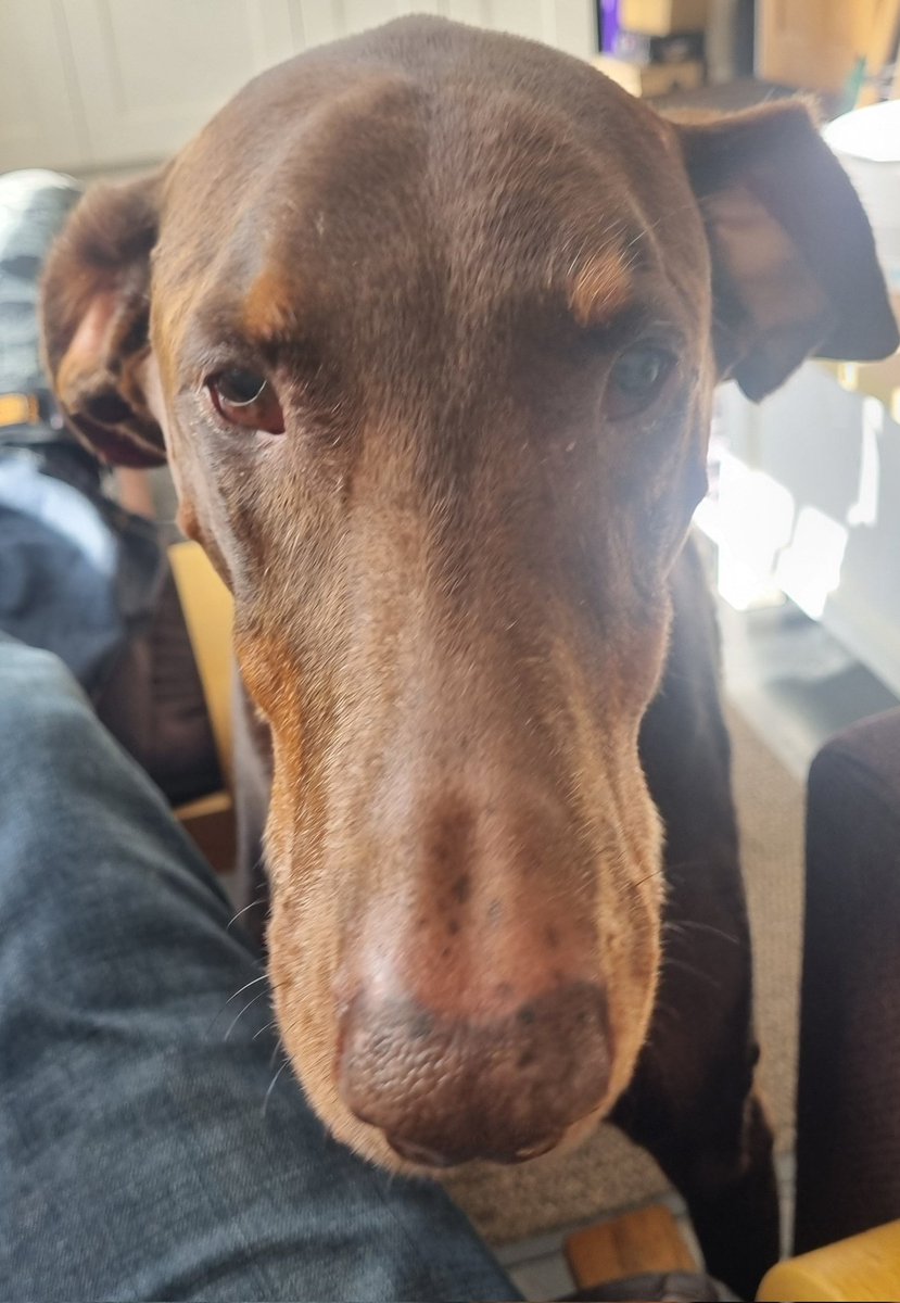 IronZone's tweet photo. @RebeccaDobermom Long face kinda day https://t.co/nqcZ9xcEw1