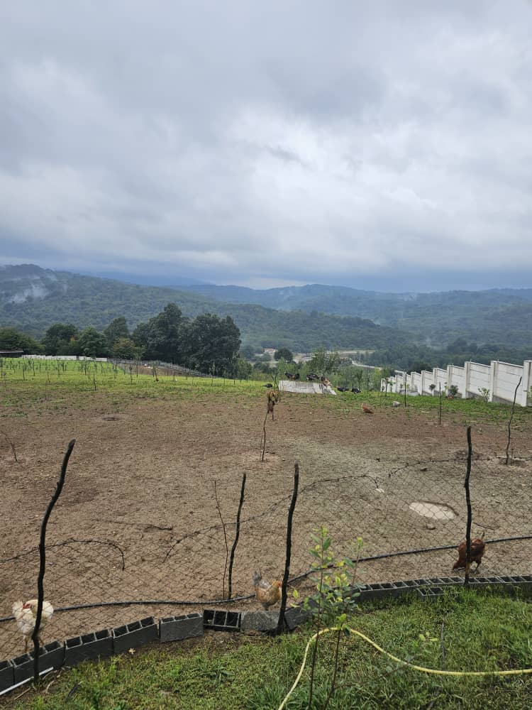 Nature_NeedsUs's tweet image. This is new land I am going to plant fruit trees 💚🌳.
5000 square meters 
200 trees is enough for it.
#plant #trees