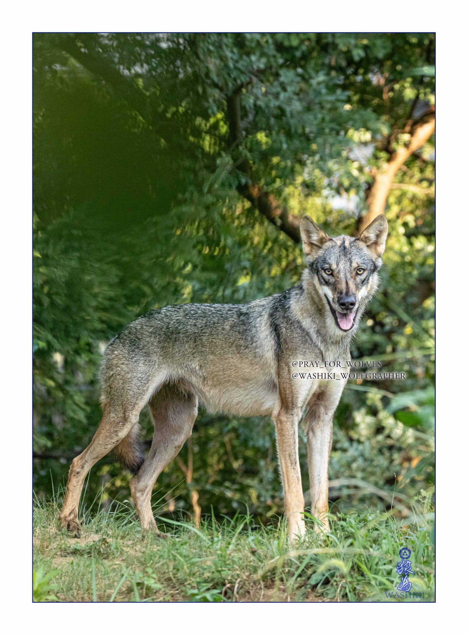 WASHIKI🐺🌊WolfGrapher (@pray_for_wolves) / X