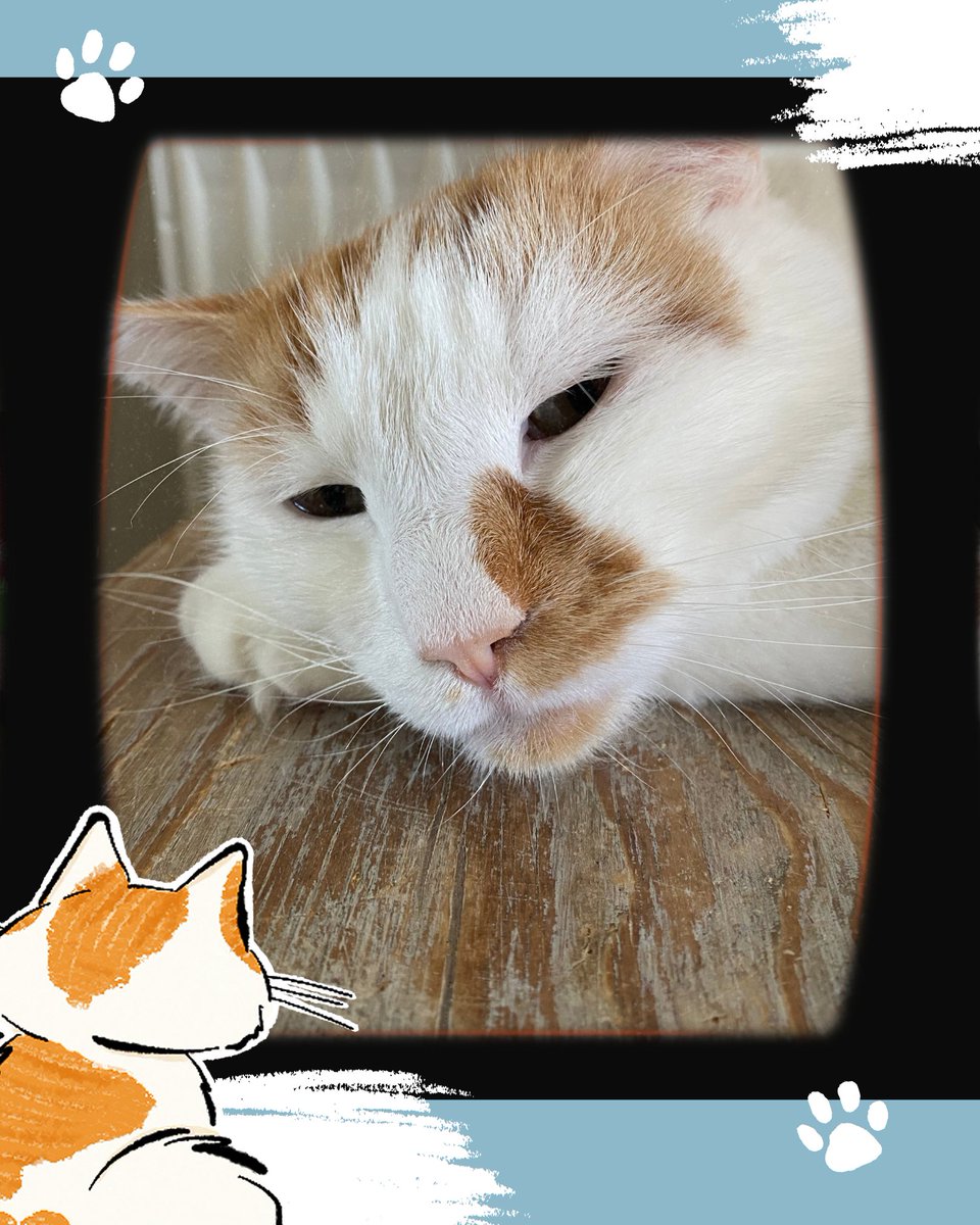 🩺 Today is Pet Birth Defect Awareness Day. Some of my furry pals were born with special needs, but guess what? They deserve just as much tuna, love, and comfy laps as the rest of us. Different doesn’t mean less—it just means extra special. #FelineHealth #AdoptDontShop