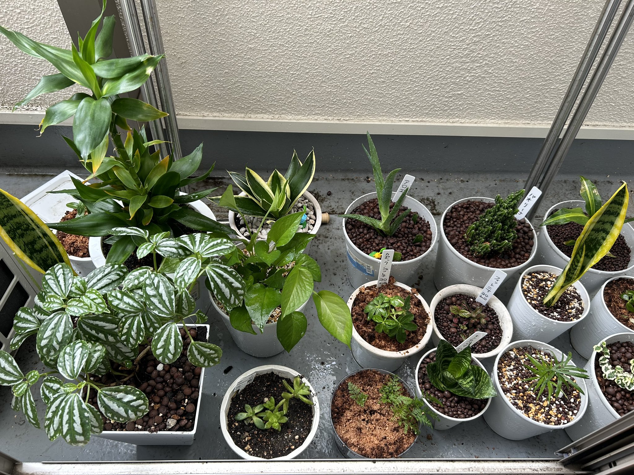 観葉植物初心者応援⭕️ 育てやすい品種揃えました】観葉植物初心者に選んでほしい植物6