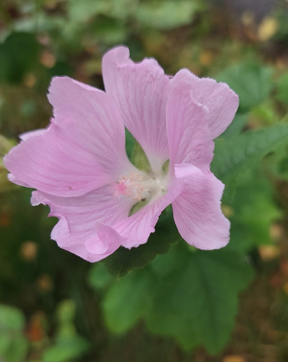 PikkasenTuhma's tweet image. Huomenta 🩷 ! Lempeää lauantaita 🌸🌸🌸 #KukkaHommat #Malva