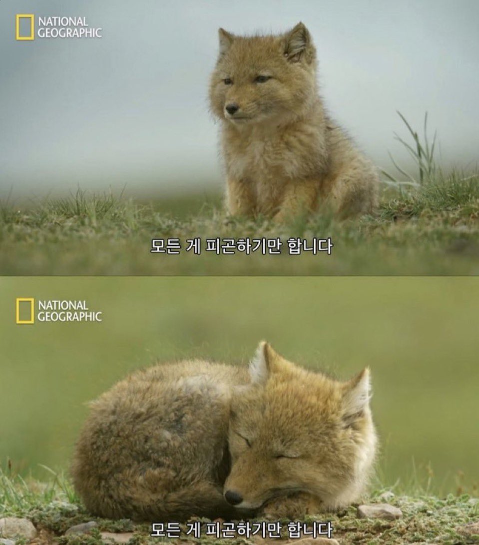 요즘 이 상태라 독서 진행 상황이 하루 1페이지 이래요...
나도 책 읽고 싶다 ㅠㅠ
