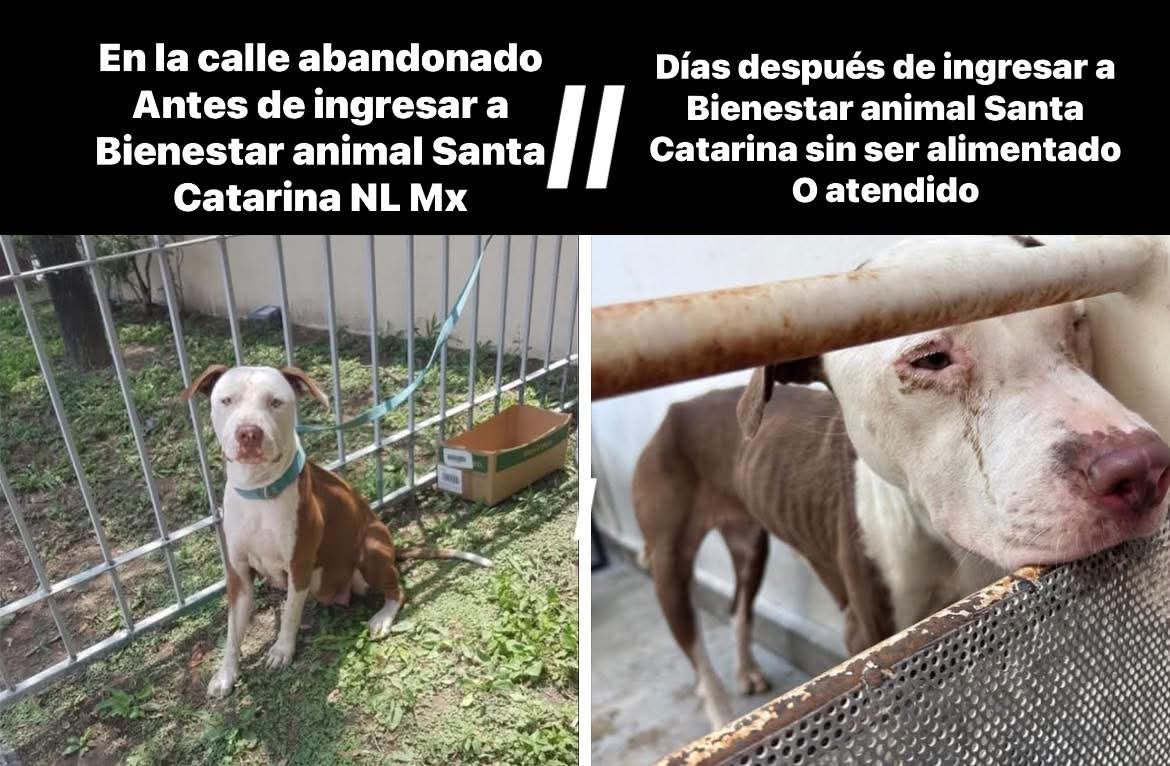 LuisCardenasMx's tweet image. 🐾🔴 INDIGNACIÓN EN NUEVO LEÓN

El alcalde morenista de Santa Catarina, Jesús Nava, olvidó comprar comida para los perros de la perrera municipal. Ante denuncias de maltrato animal, su “solución” fue ordenar el sacrificio de 70 perros sanos.

@jorgegogdl