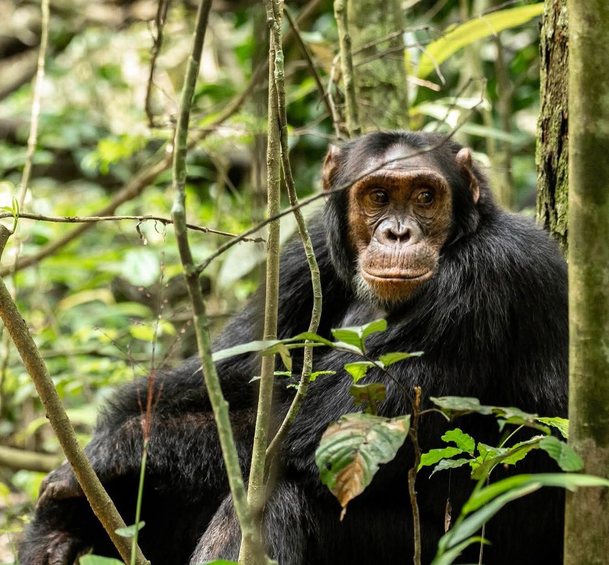 briansimpo's tweet photo. Good morning from the primate capital of the world - the best place to track chimpanzees in the wild on earth. 

Did you know? Chimps share about 98.7% of our DNA, making them our closest living relatives. 

📍Kibale National Park 

#ExploreUganda #UniquelyOurs 
#VisitUganda https://t.co/HMDa2pBQbr