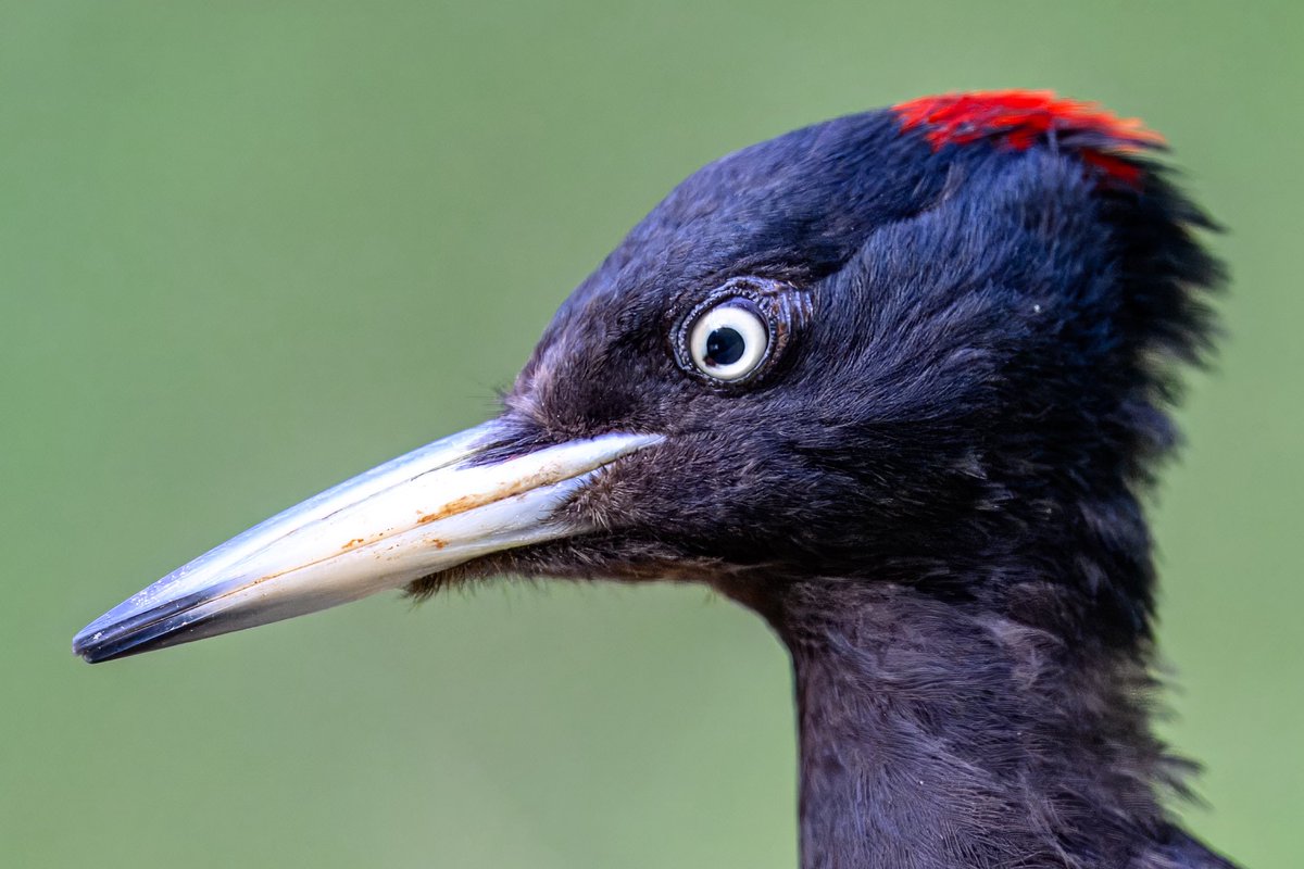 Portrait of a female Black Woodpecker. This crow-sized woodpecker has never been recorded in the UK.