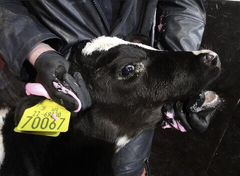 Those who profit from our violent abuse spend inordinate amounts of money to de-incentivise you to think critically &amp; empathically. In egomaniacal self-regard, you willingly succumb to their lies &amp; withhold your compassion. 

We are #OneBillionScreams 
We are <a href="/PolAnimalClass/">We Are One Billion Screams</a>